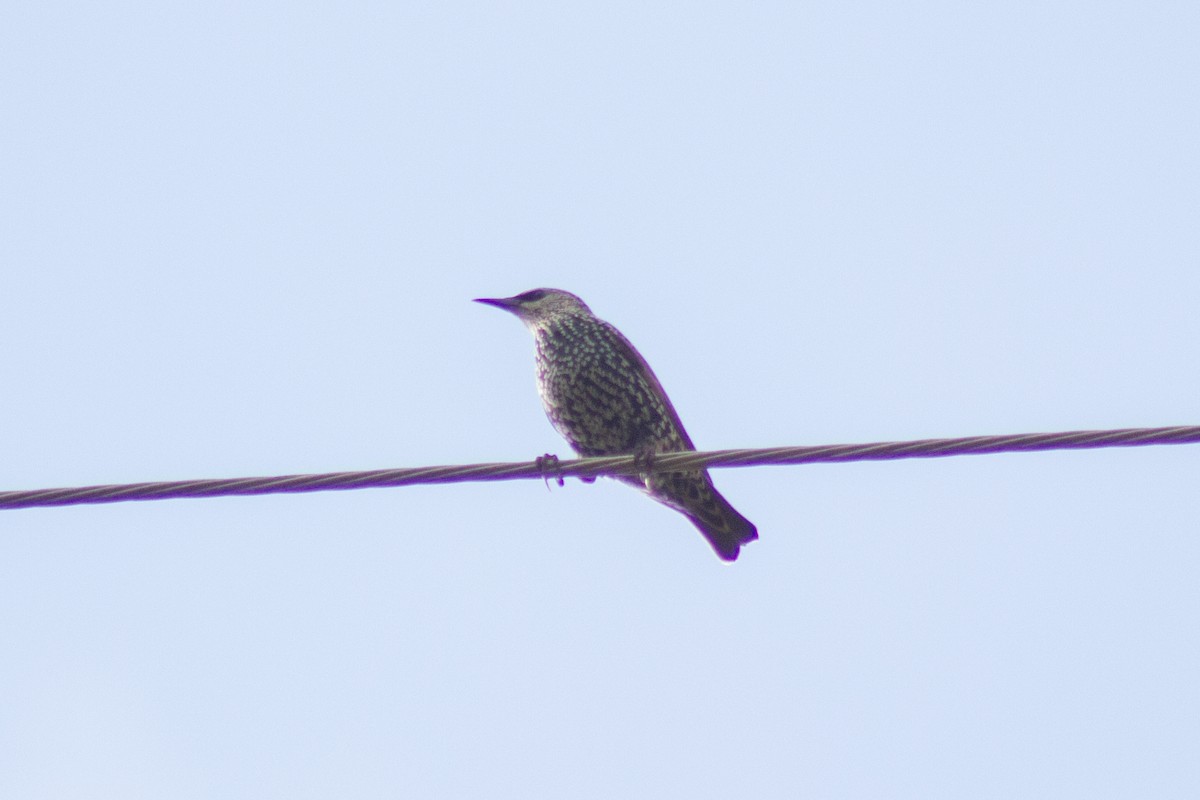 European Starling - ML643858033
