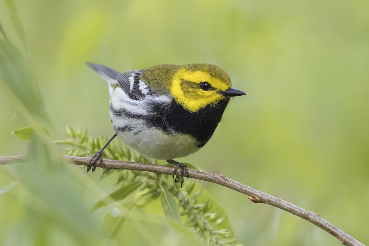 Black-throated Green Warbler - ML643858036