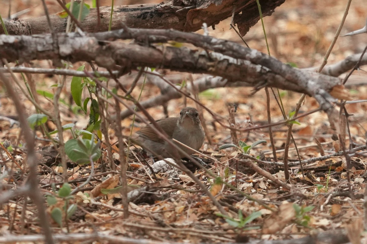 Terrestrial Brownbul - ML643858039
