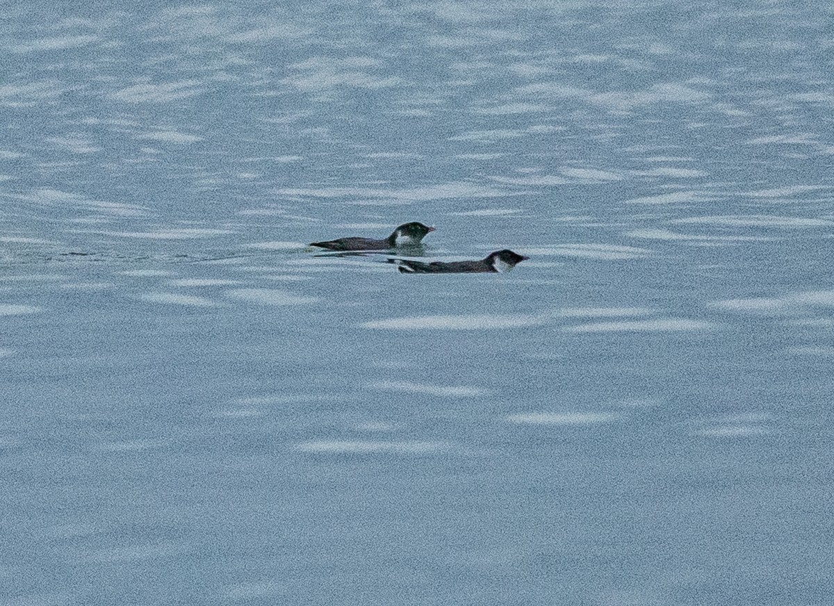 Ancient Murrelet - ML643858052