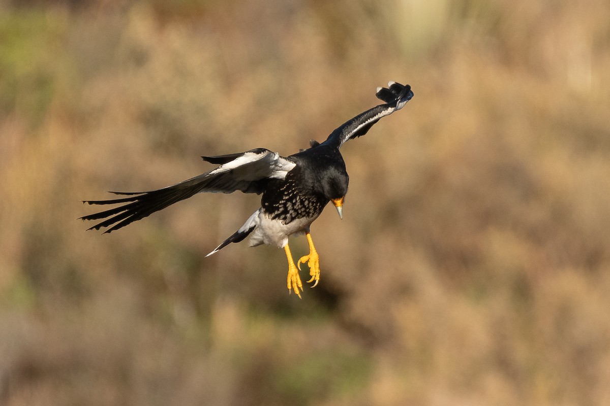 Carunculated Caracara - ML643858058