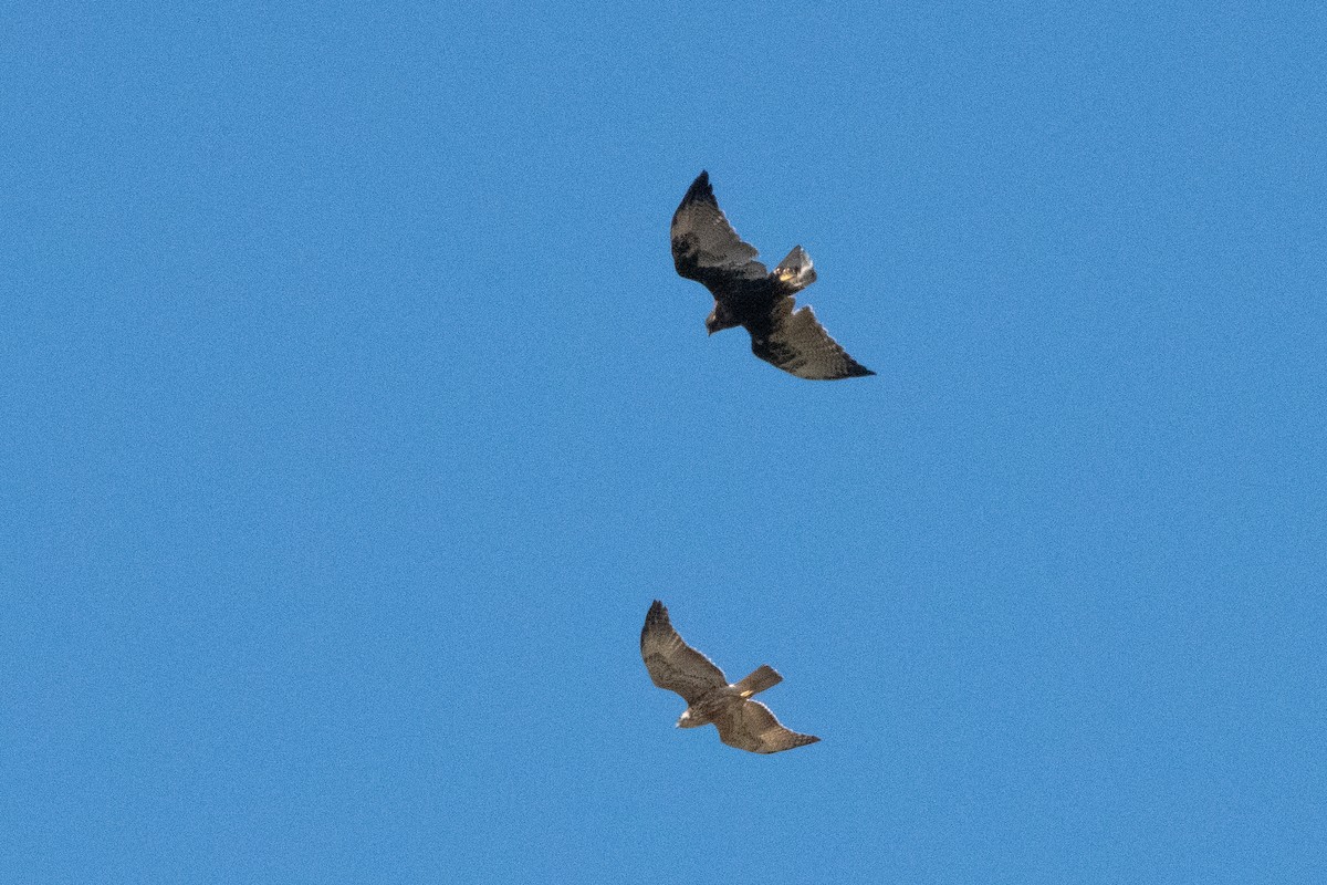 Variable Hawk - ML643858069