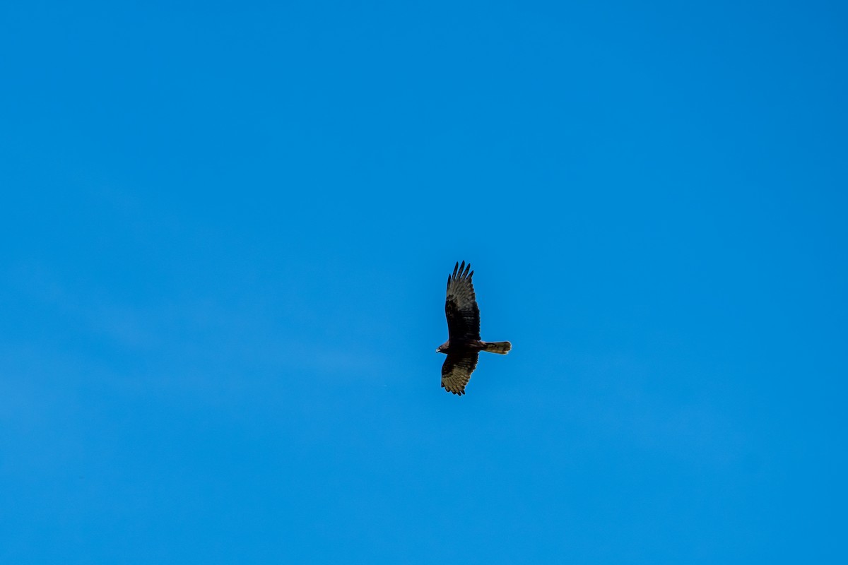 Swamp Harrier - ML643858070