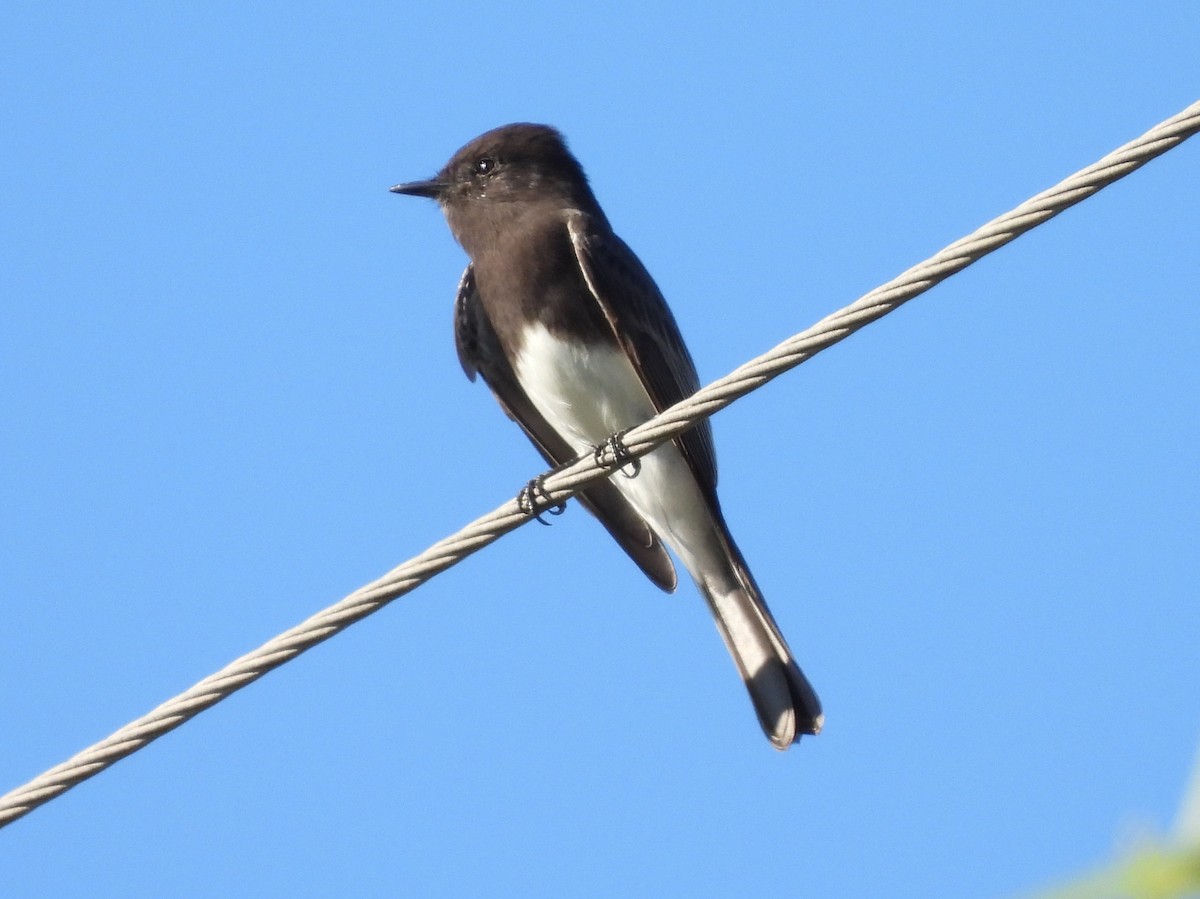 Black Phoebe - ML643858085
