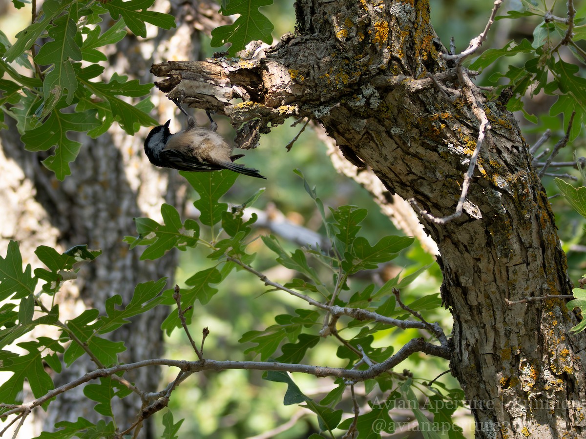 Black-capped Chickadee - ML643858087