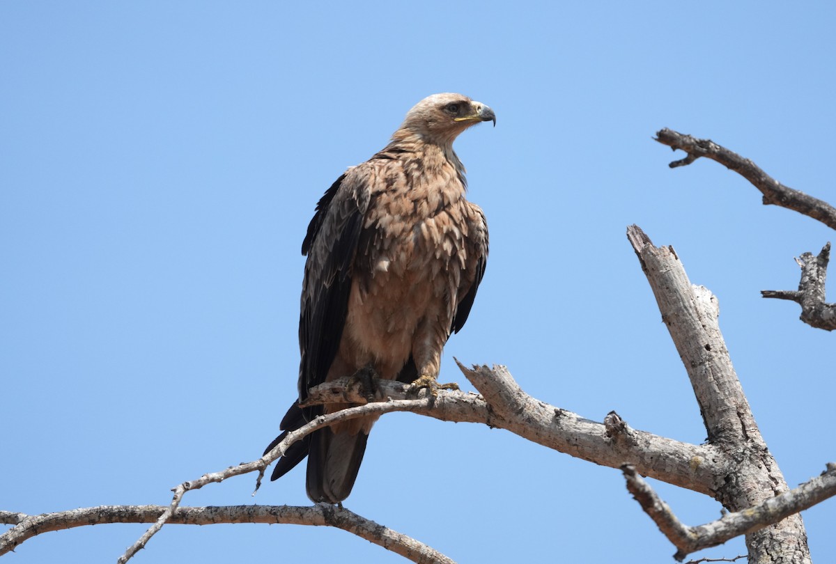 Savannenadler - ML643858091