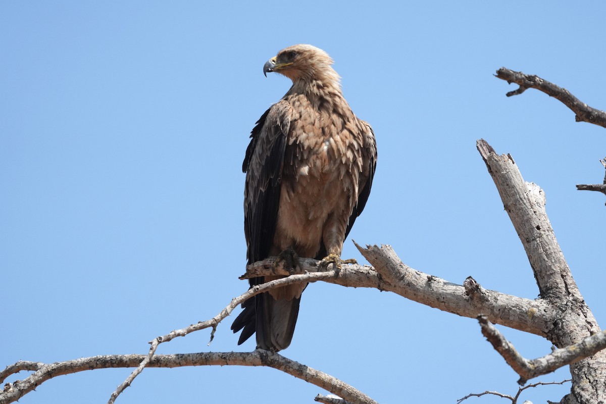 Savannenadler - ML643858092