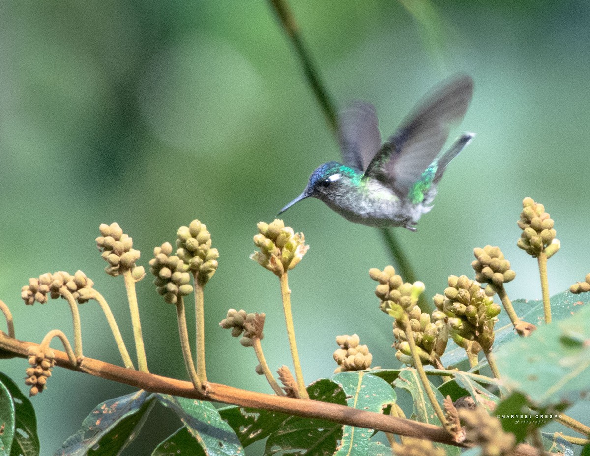 Violet-headed Hummingbird - ML643858102
