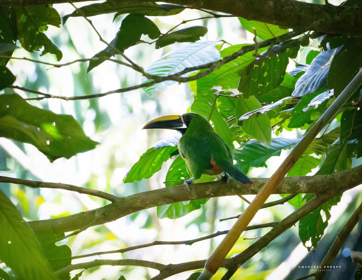 Southern Emerald-Toucanet - ML643858117