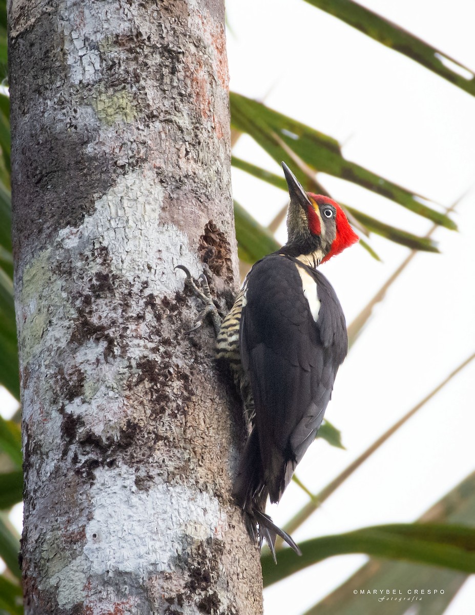 Lineated Woodpecker - ML643858132