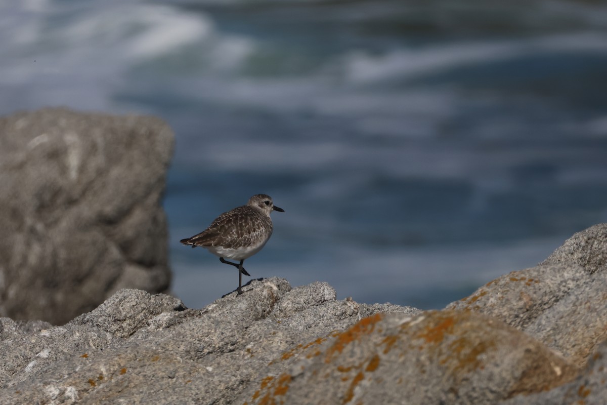 Black-bellied Plover - ML643858135