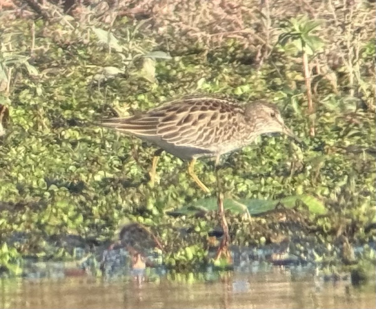 Graubrust-Strandläufer - ML643858156