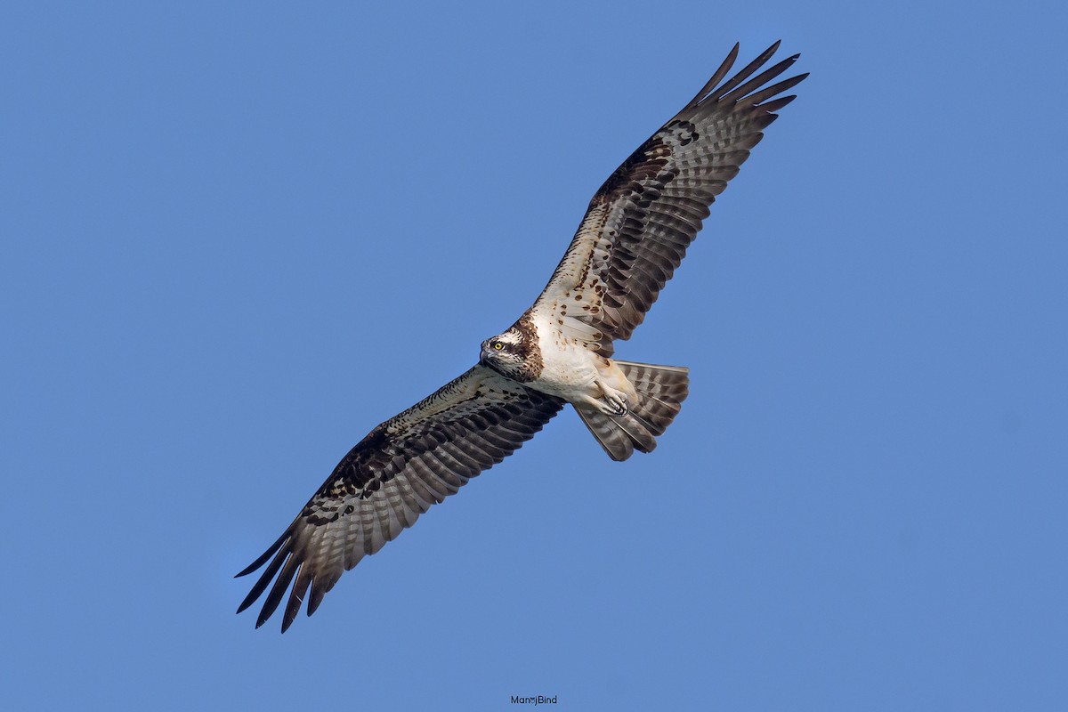 Osprey - ML643858158