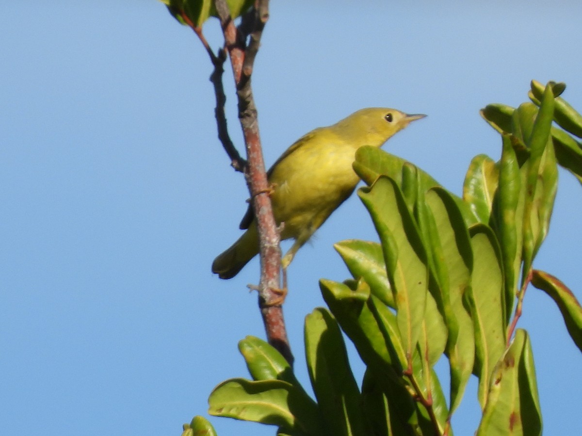 Yellow Warbler - ML643858160