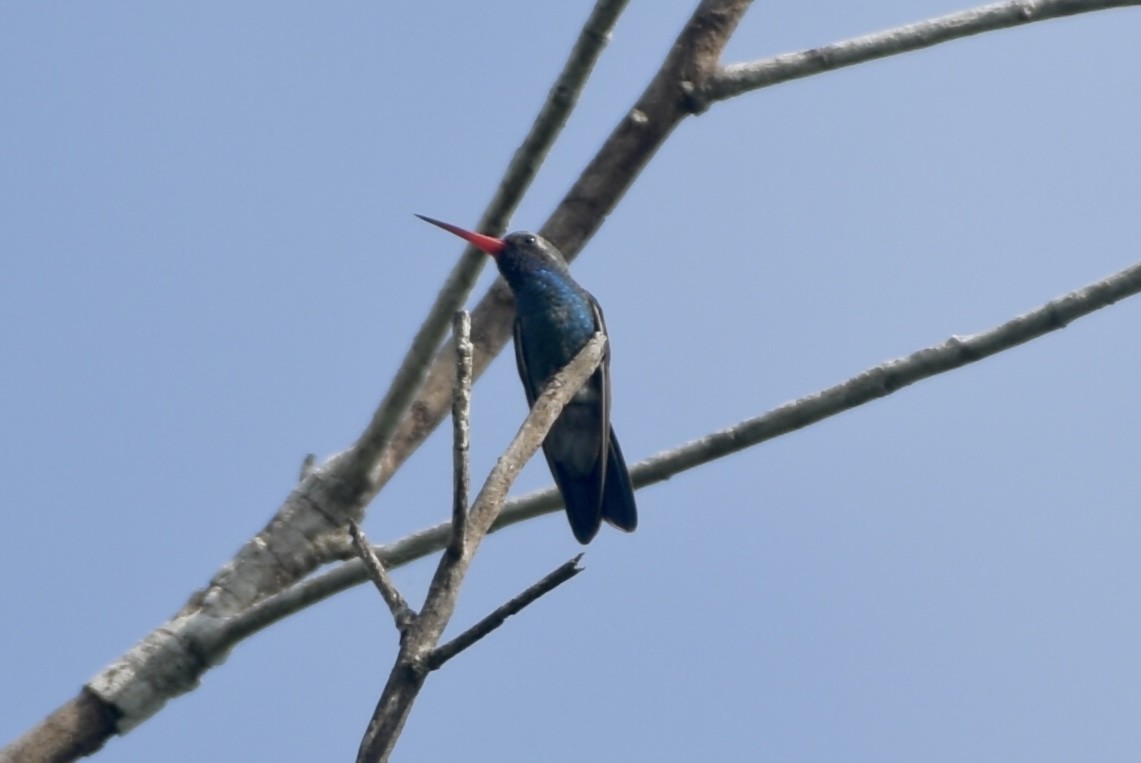 Broad-billed Hummingbird - ML643858190
