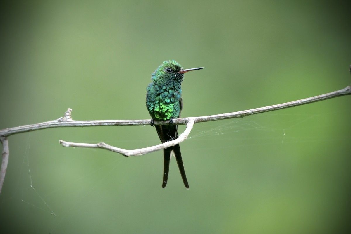 Golden-crowned Emerald - ML643858195