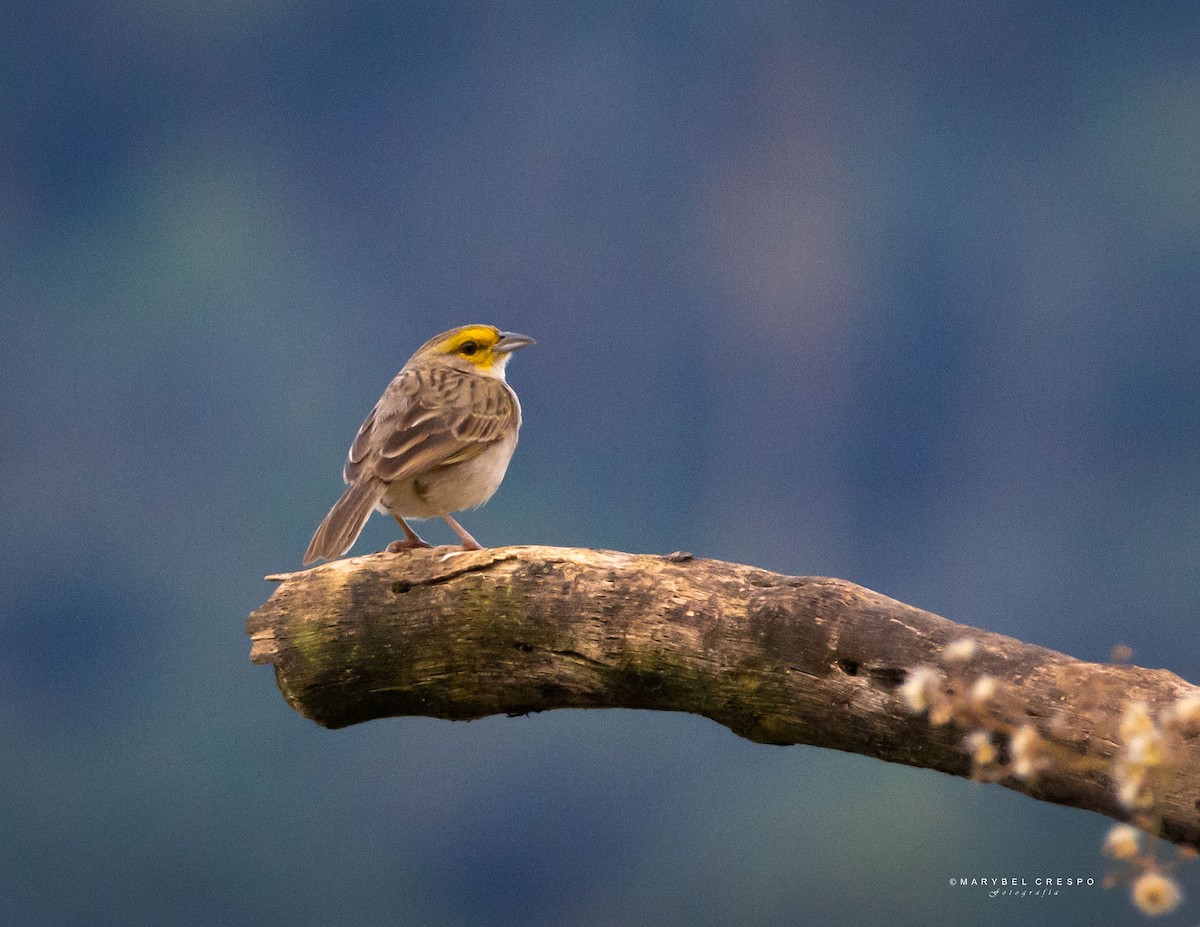 Yellow-browed Sparrow - ML643858196