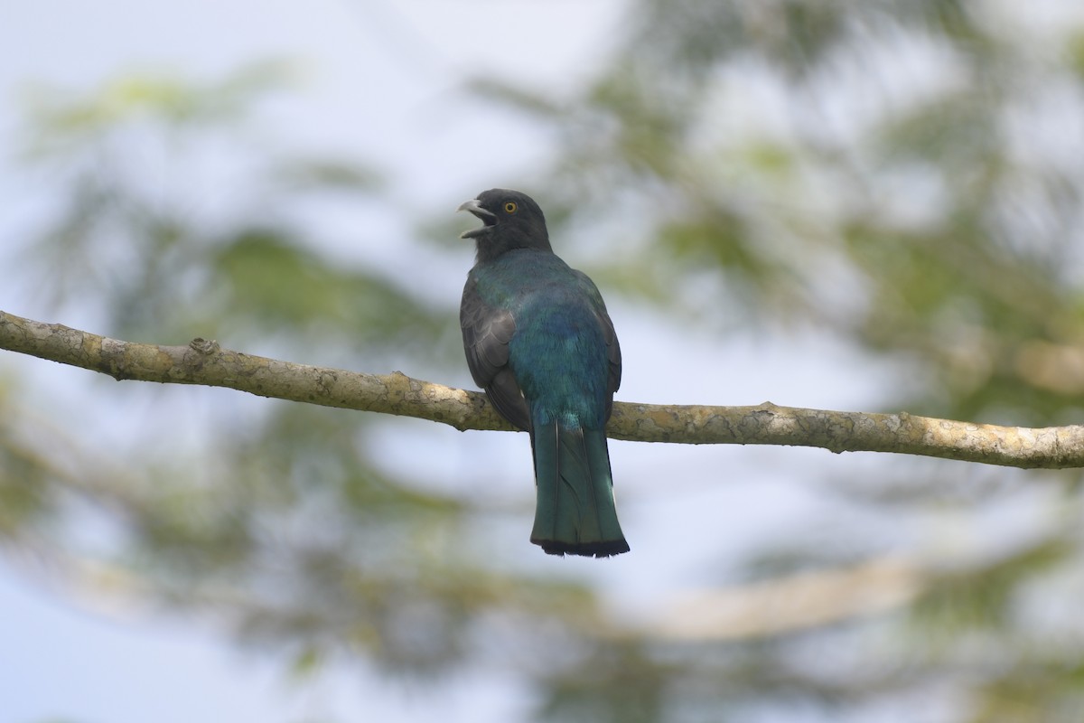 Graukopftrogon - ML643858219