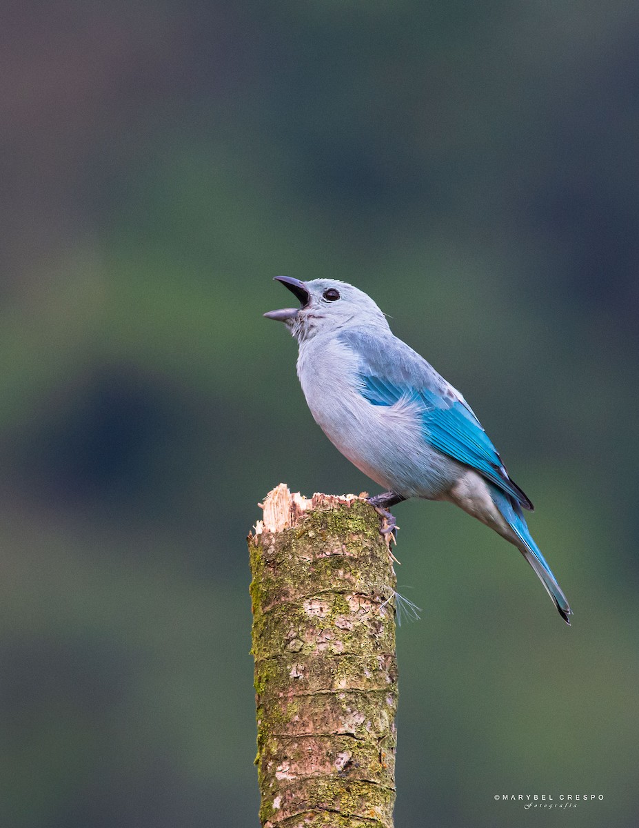 Sayaca Tanager - ML643858221