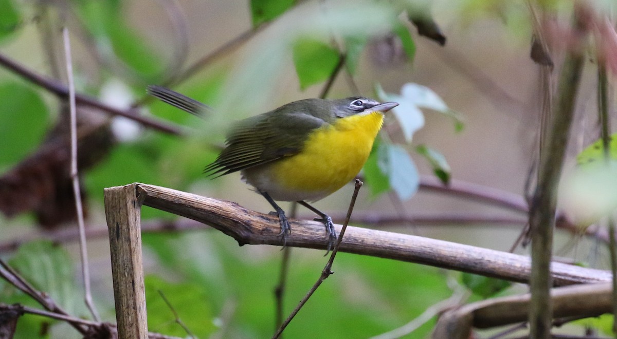 Yellow-breasted Chat - ML643858231