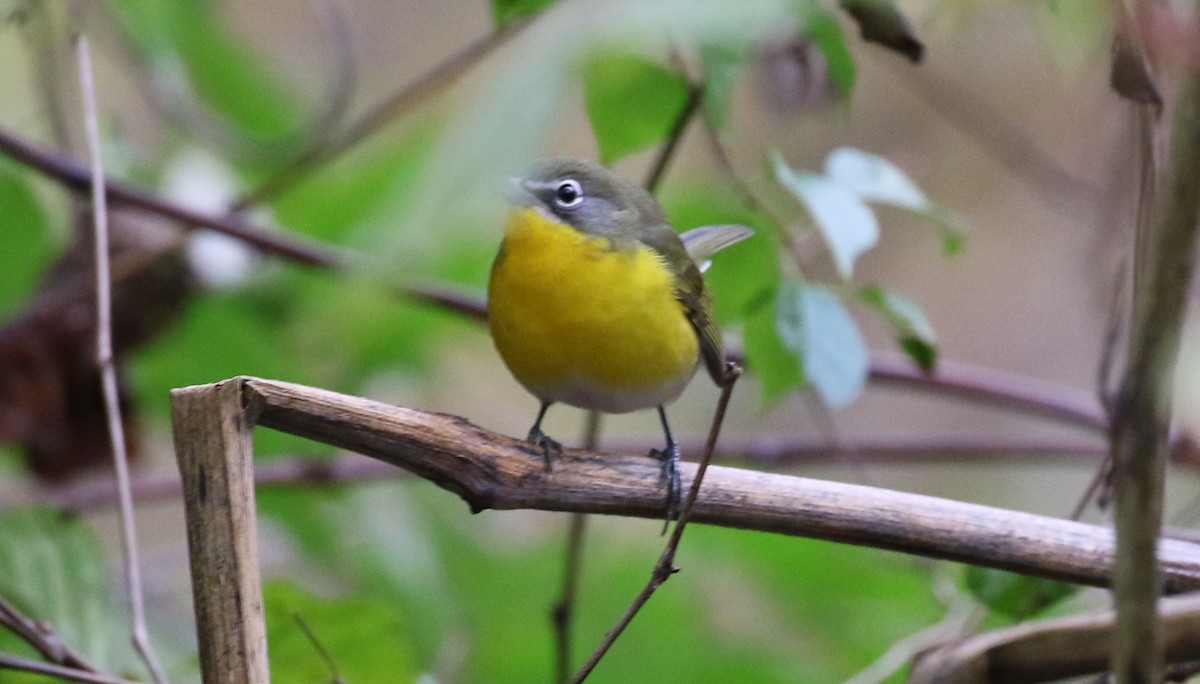 Yellow-breasted Chat - ML643858232