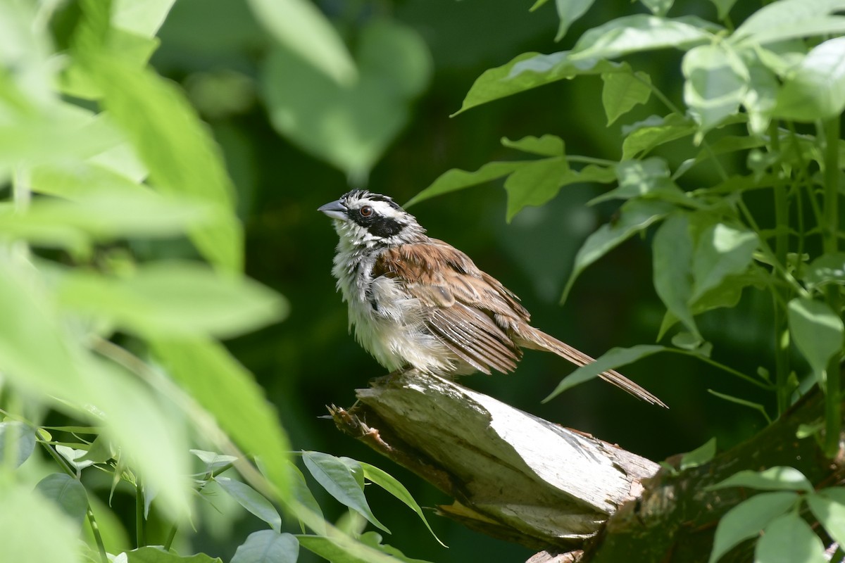 Чінголо широкобровий - ML643858234