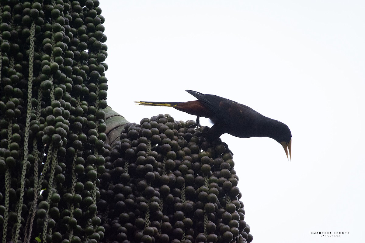 Crested Oropendola - ML643858235