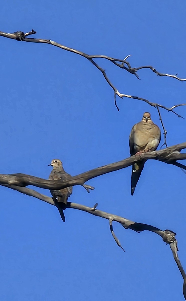 Mourning Dove - ML643858239