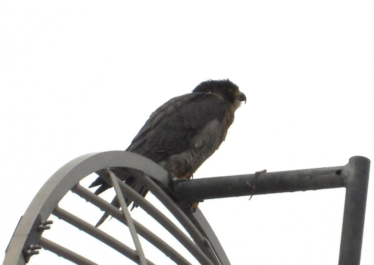 Peregrine Falcon - ML643858251