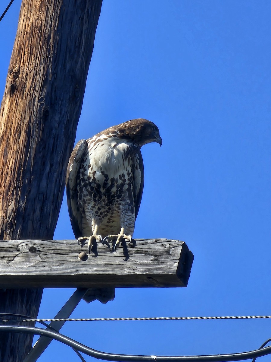 Red-tailed Hawk - ML643858253