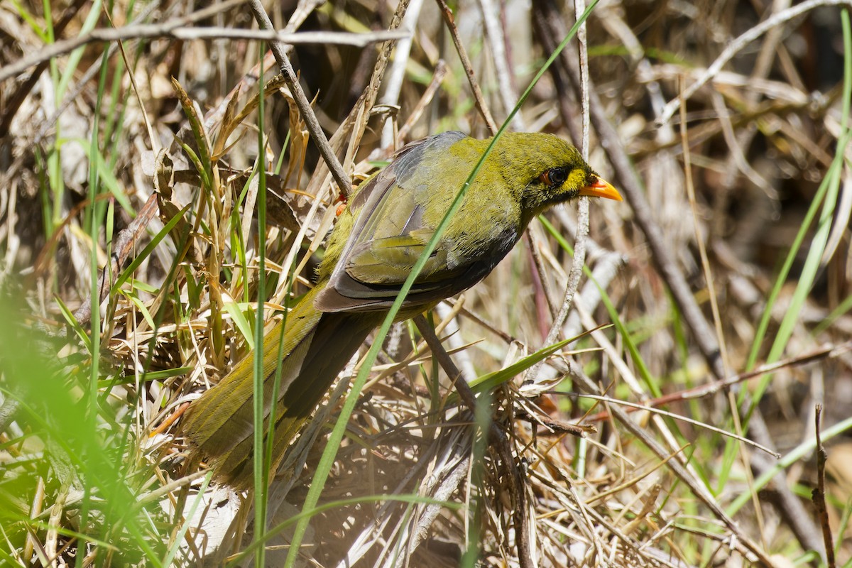 Bell Miner - ML643858280