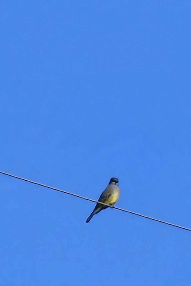 Cassin's Kingbird - ML643858284