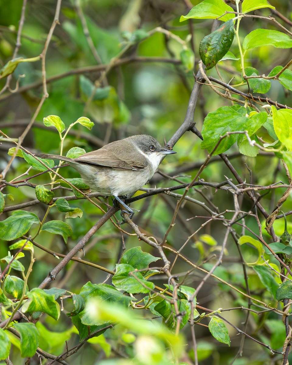 Lesser Whitethroat - ML643858286