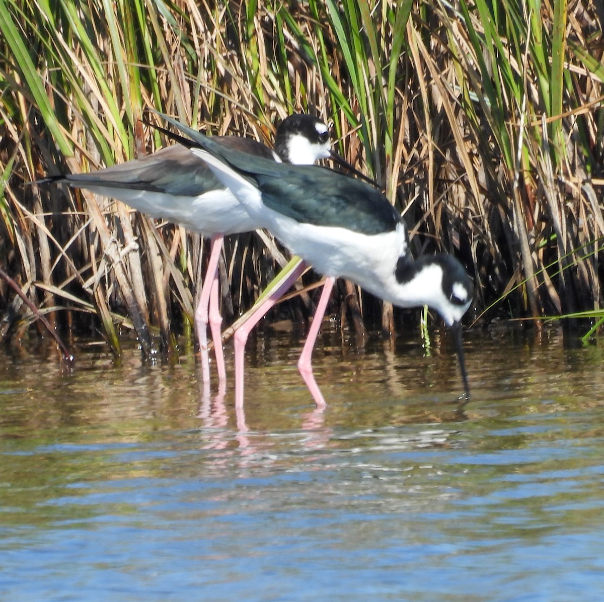 Black-necked Stilt - ML643858288