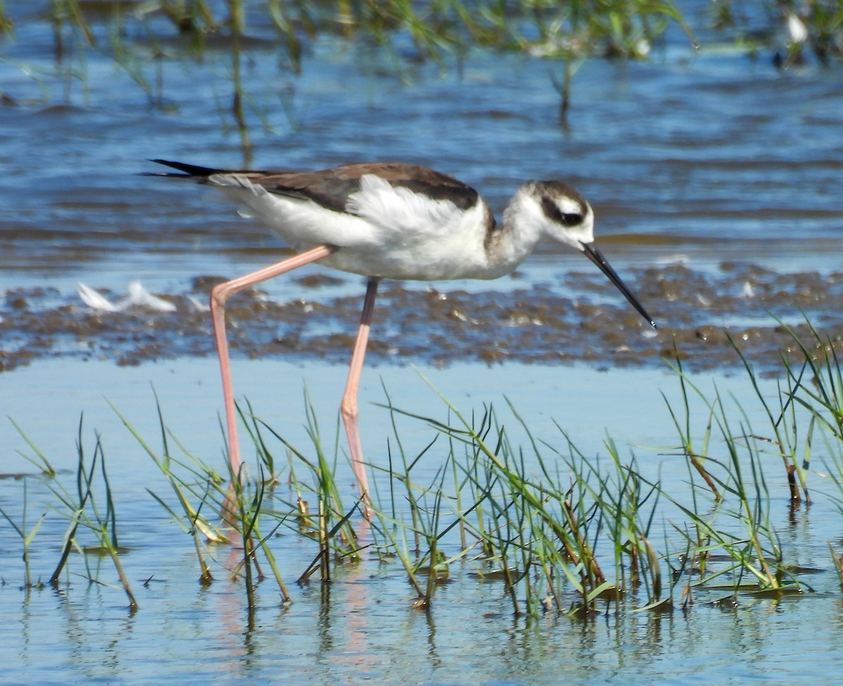 Black-necked Stilt - ML643858289