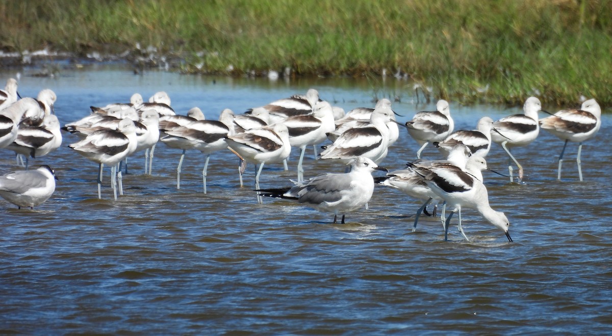 American Avocet - ML643858293
