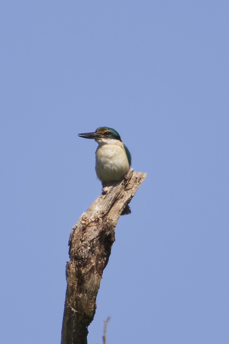 Sacred Kingfisher - ML643858298