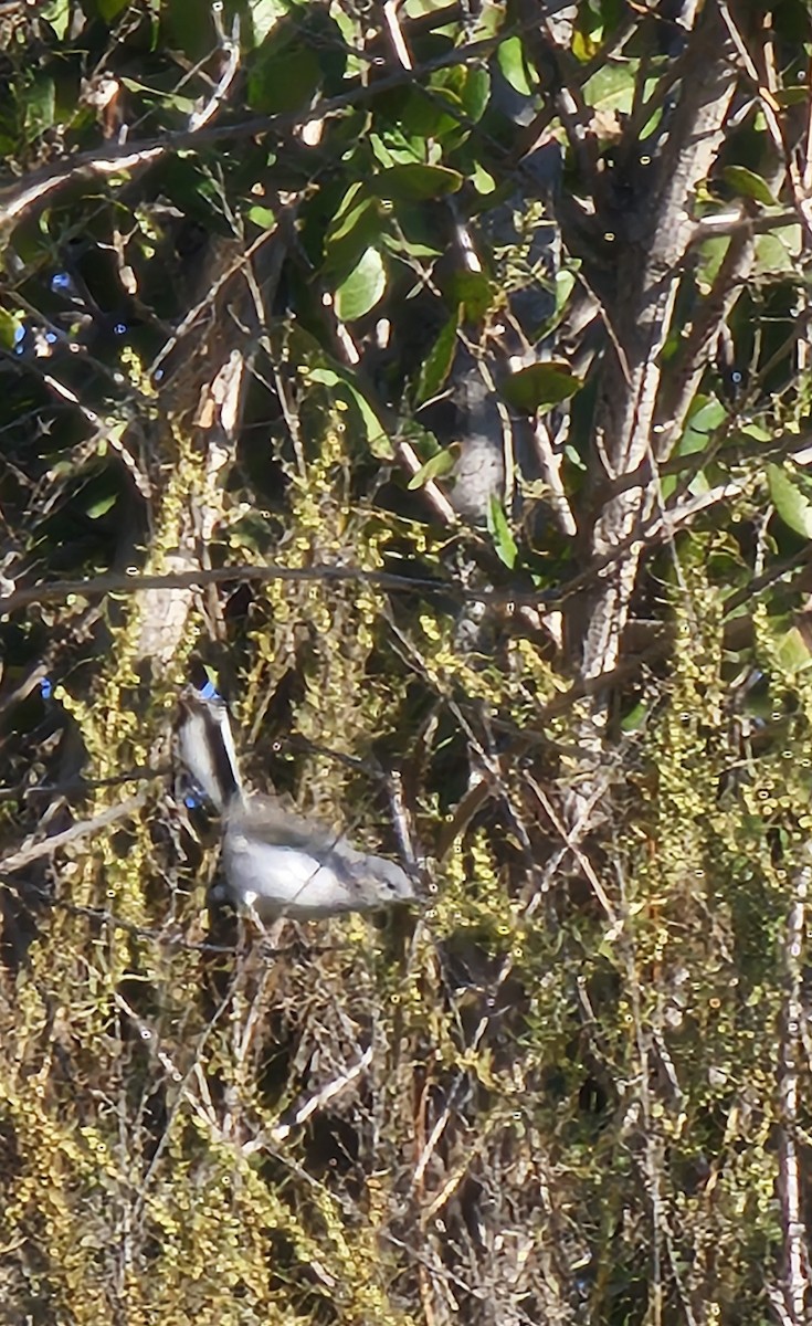 Blue-gray Gnatcatcher - ML643858301