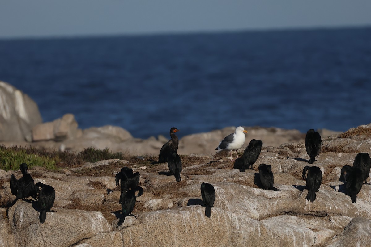 Double-crested Cormorant - ML643858302