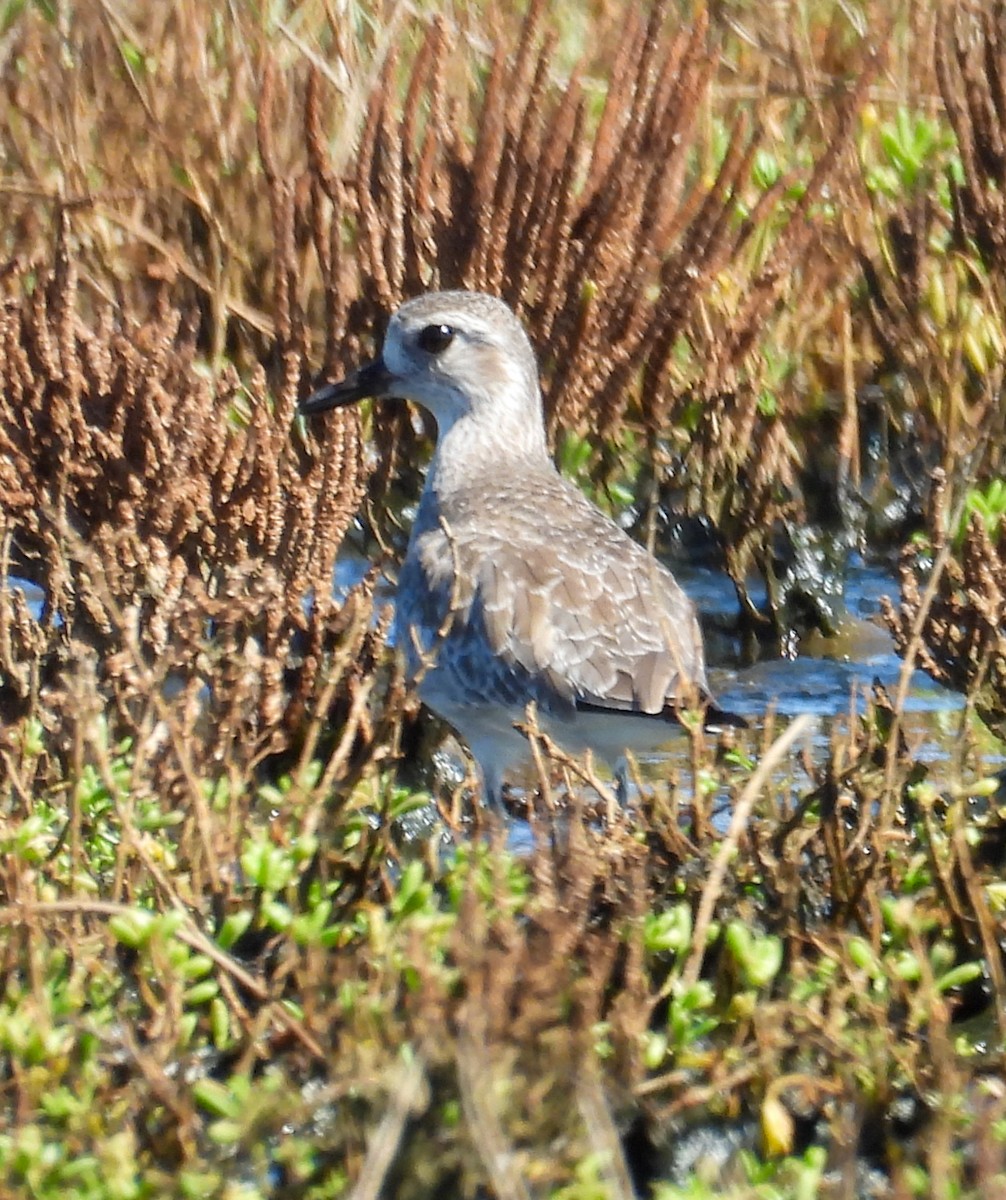 Буурал сүвээ цагаан - ML643858304