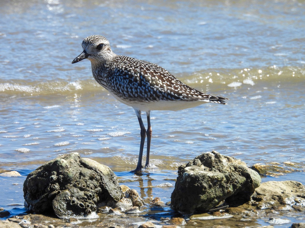 Буурал сүвээ цагаан - ML643858305