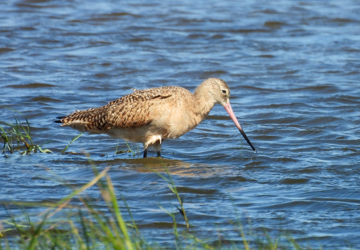 Marbled Godwit - ML643858311