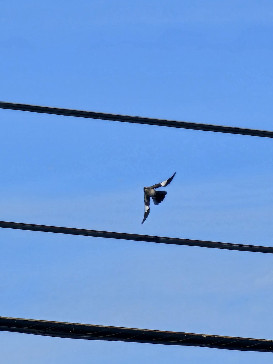 Northern Mockingbird - ML643858317