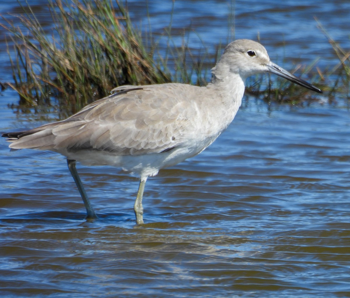 Willet - ML643858321
