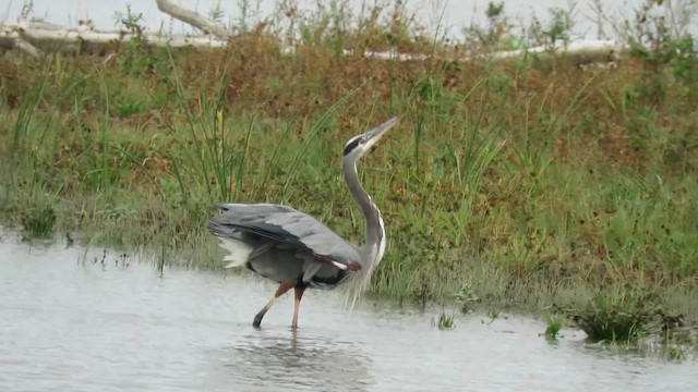 Amerika Gri Balıkçılı [herodias grubu] - ML643858325