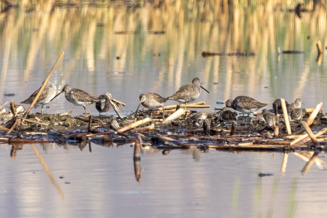Bécassin à long bec - ML643858327