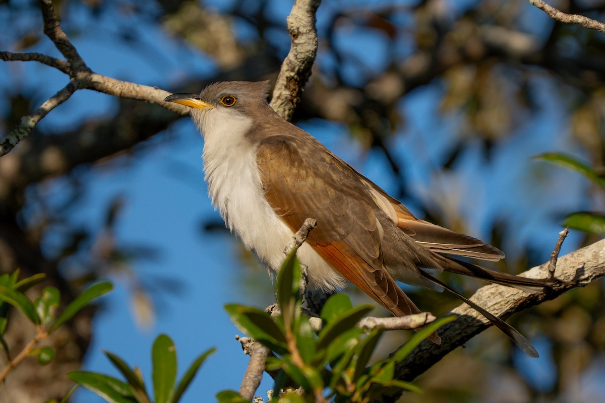 Yellow-billed Cuckoo - ML643858359