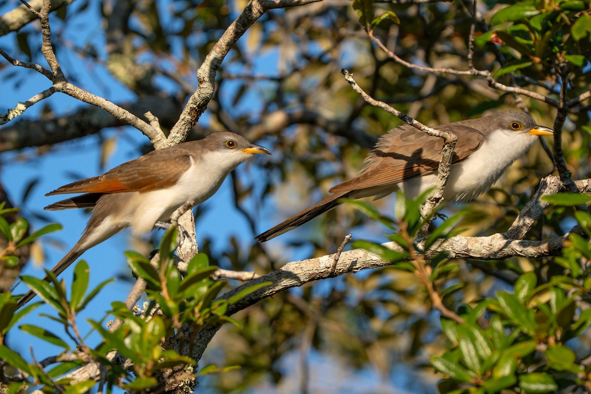 Yellow-billed Cuckoo - ML643858360