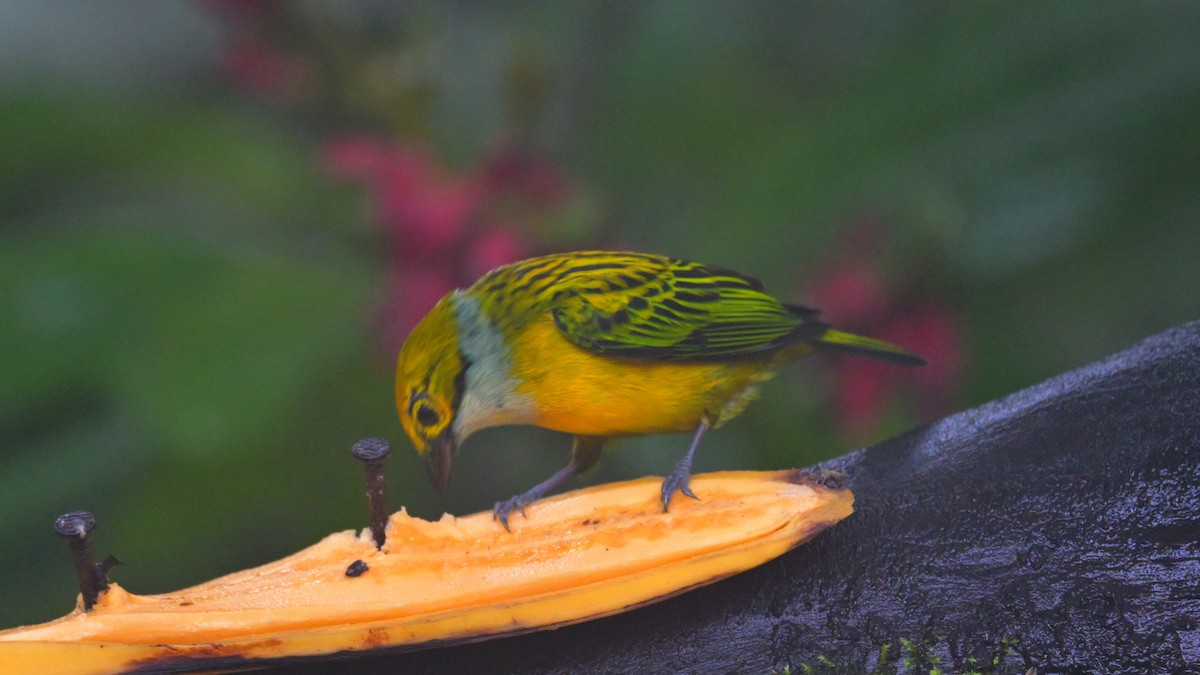 Silver-throated Tanager - ML643858372