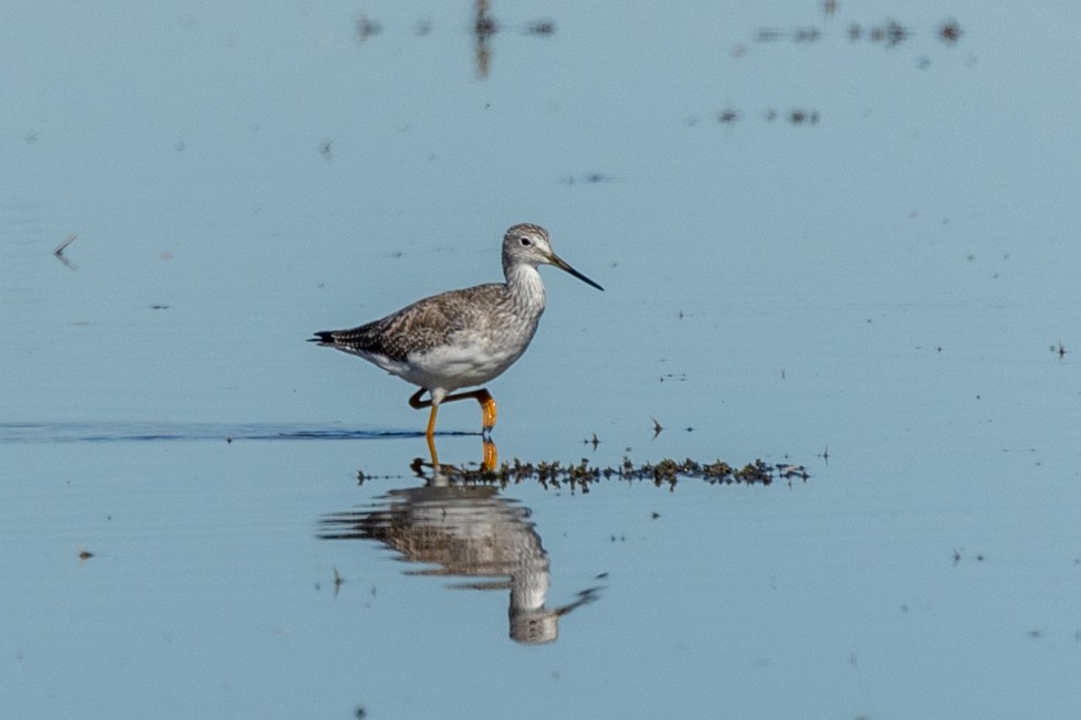 plystresnipe - ML643858373